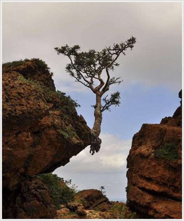 Tree In The Air